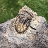 Conocoryphe cirina